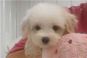 Parker - Coton De Tulear for sale