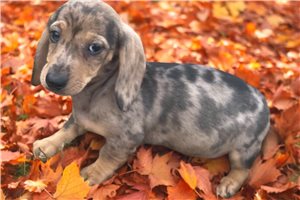 Deborah - Dachshund, Mini for sale