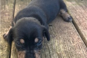Davis | Puppies For Sale at Pawrade