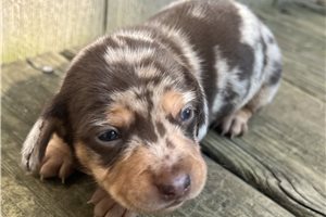 Adrian | Puppies For Sale at Pawrade