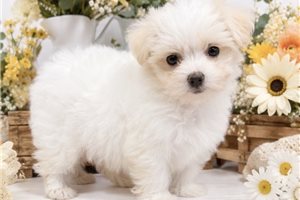 Maurice - Maltese for sale