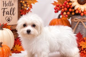 Maya - Maltese for sale