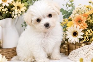 Maya - Maltese for sale