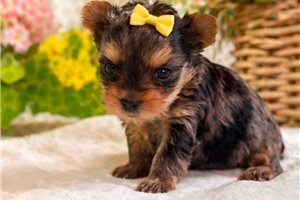 Elsa - puppy for sale