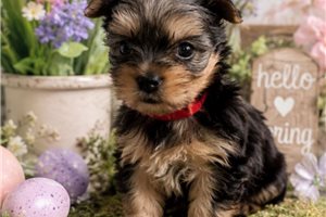 Elmo - Yorkshire Terrier - Yorkie for sale