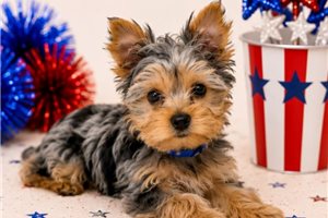 Edison - Yorkshire Terrier - Yorkie for sale