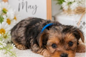 Edison - Yorkshire Terrier - Yorkie for sale