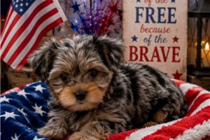 Elmo - Yorkshire Terrier - Yorkie for sale