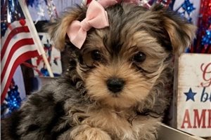Elaine - Yorkshire Terrier - Yorkie for sale