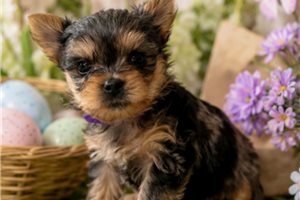 Elora - Yorkshire Terrier - Yorkie for sale
