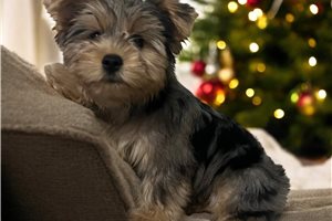 Mary - Yorkshire Terrier - Yorkie for sale