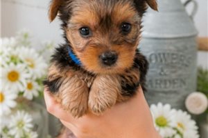 Edison - Yorkshire Terrier - Yorkie for sale