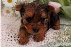 Elmo - puppy for sale