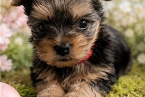 Elmo - Yorkshire Terrier - Yorkie for sale