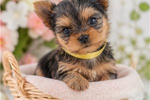 Elsa - Yorkshire Terrier - Yorkie for sale