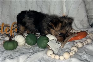 Margot - puppy for sale