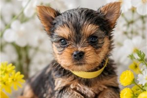 Elsa - Yorkshire Terrier - Yorkie for sale