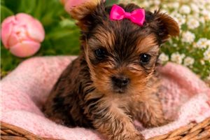 Elaine - puppy for sale