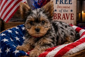 Elora - Yorkshire Terrier - Yorkie for sale