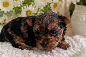 Edison - Yorkshire Terrier - Yorkie for sale