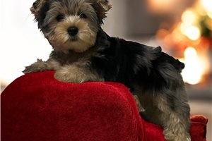 Maverick - Yorkshire Terrier - Yorkie for sale