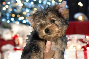 Melanie - Yorkshire Terrier - Yorkie for sale