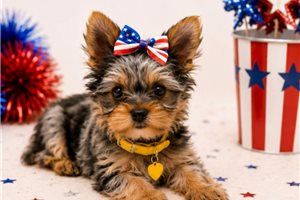 Elsa - puppy for sale