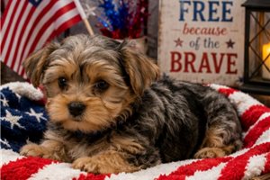 Edison - Yorkshire Terrier - Yorkie for sale