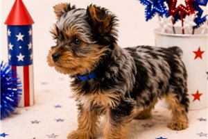 Elmo - puppy for sale