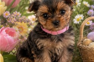 Elaine - Yorkshire Terrier - Yorkie for sale