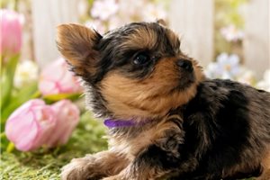 Elora - Yorkshire Terrier - Yorkie for sale