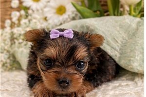 Elora - puppy for sale