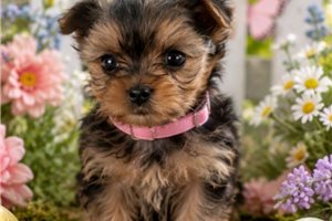 Elaine - Yorkshire Terrier - Yorkie for sale