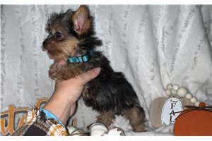 Magnolia - puppy for sale