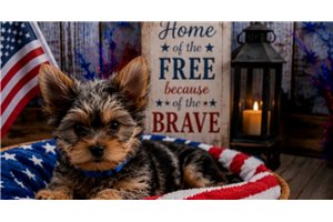 Elsa - Yorkshire Terrier - Yorkie for sale