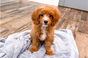 Reagan - Cavapoo for sale