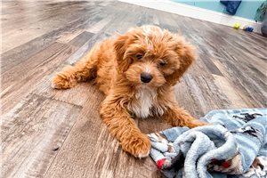 Roger - Cavapoo for sale