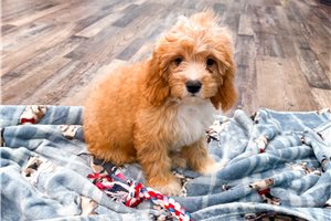 Rita - Cavapoo for sale