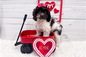 Blakely - Cockapoo for sale