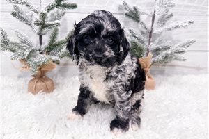 Breslin - puppy for sale
