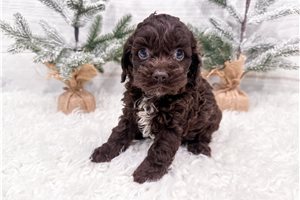 Brooklyn - puppy for sale