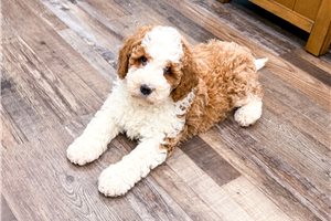 Otis - puppy for sale