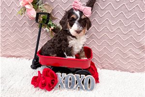 Orchid - puppy for sale