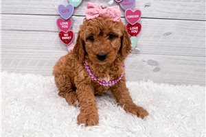 Rosa - puppy for sale