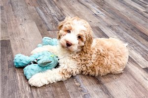 Olive - puppy for sale