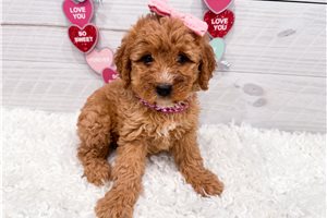 Rhea - puppy for sale