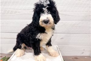 Roscoe - Double Doodle for sale