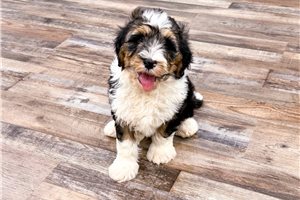 Oscar - puppy for sale