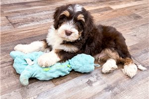 Olson - puppy for sale