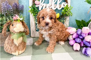 Margot - Bernedoodle, Mini for sale